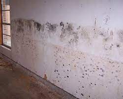 شركة معالجة الرطوبة بدبي